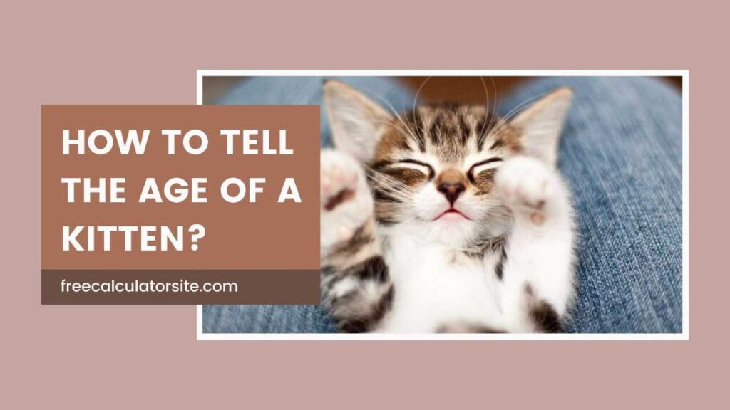 How to Tell the Age of a Kitten