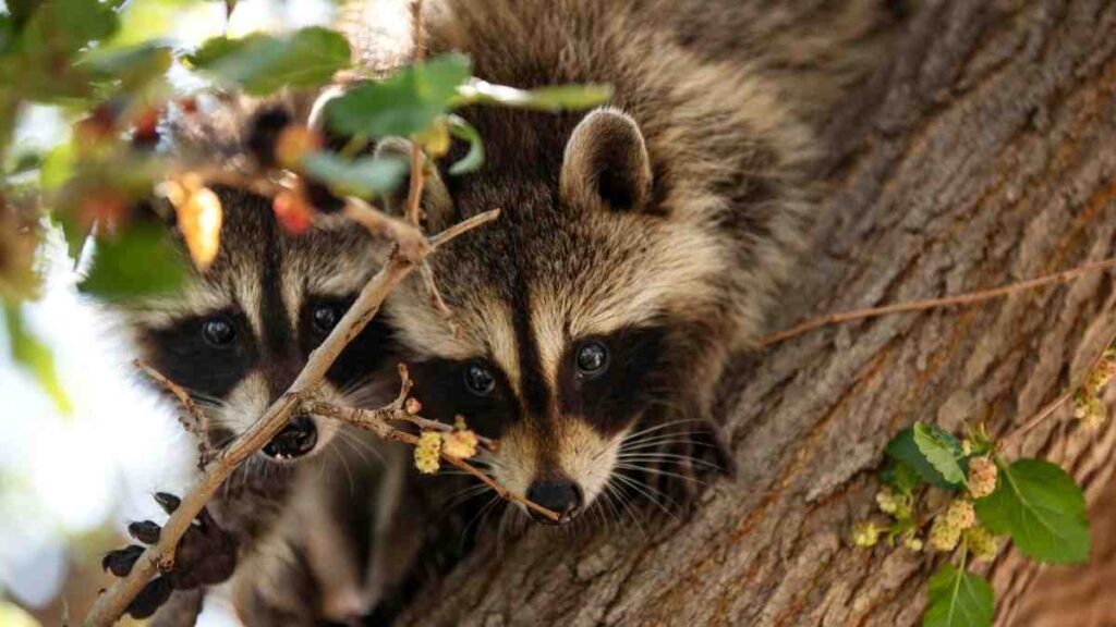 Adolescent Raccoons