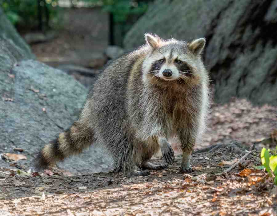 Adult Raccoons