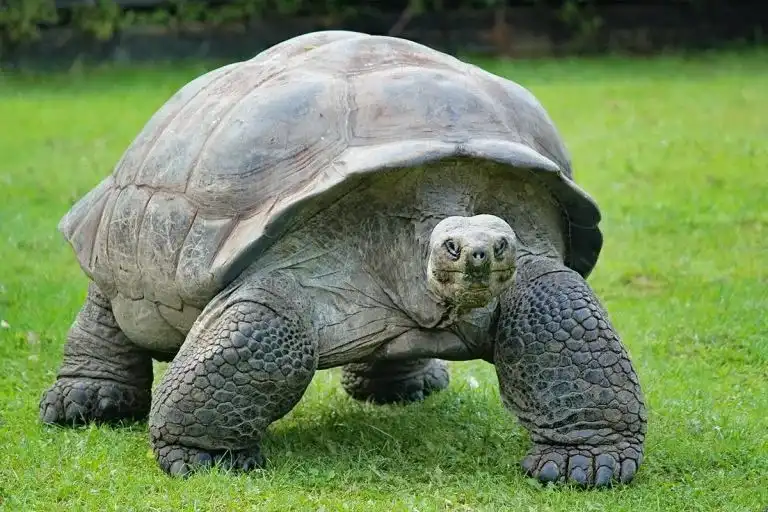 Challenges of Aging Turtles