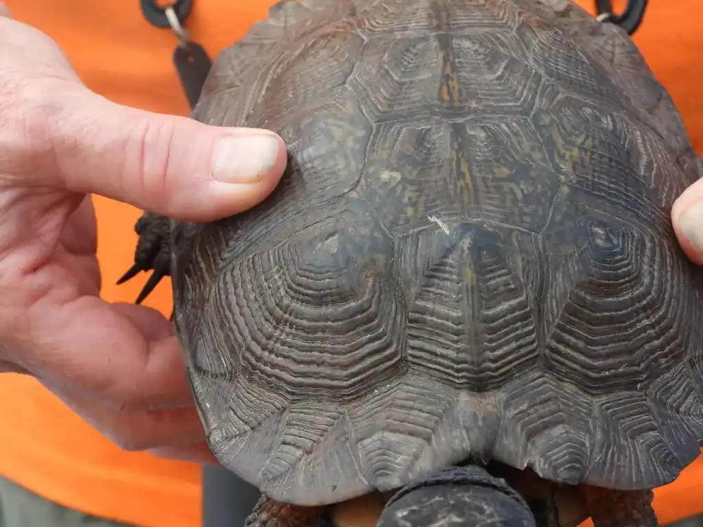 Counting Growth Rings on the Scutes