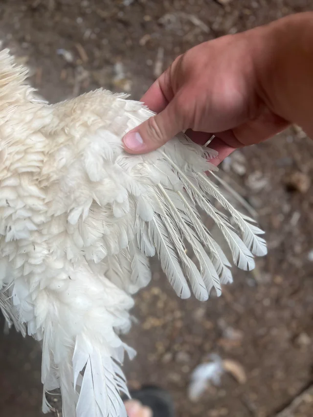 Feather Condition chicken