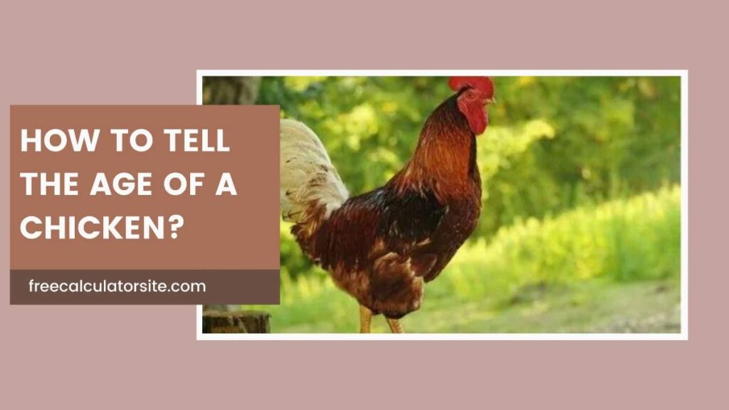 How to Tell the Age of a Chicken