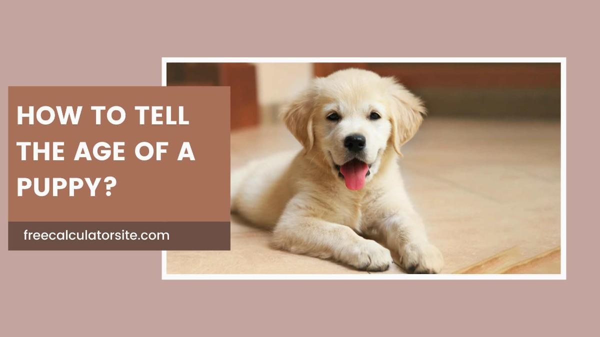 How to Tell the Age of a Puppy: 3 Methods Explained