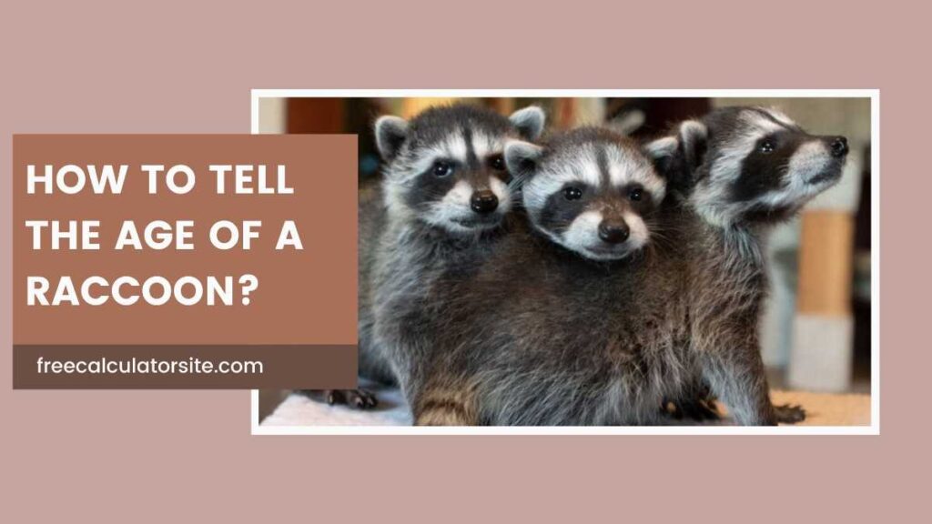 How to Tell the Age of a Raccoon