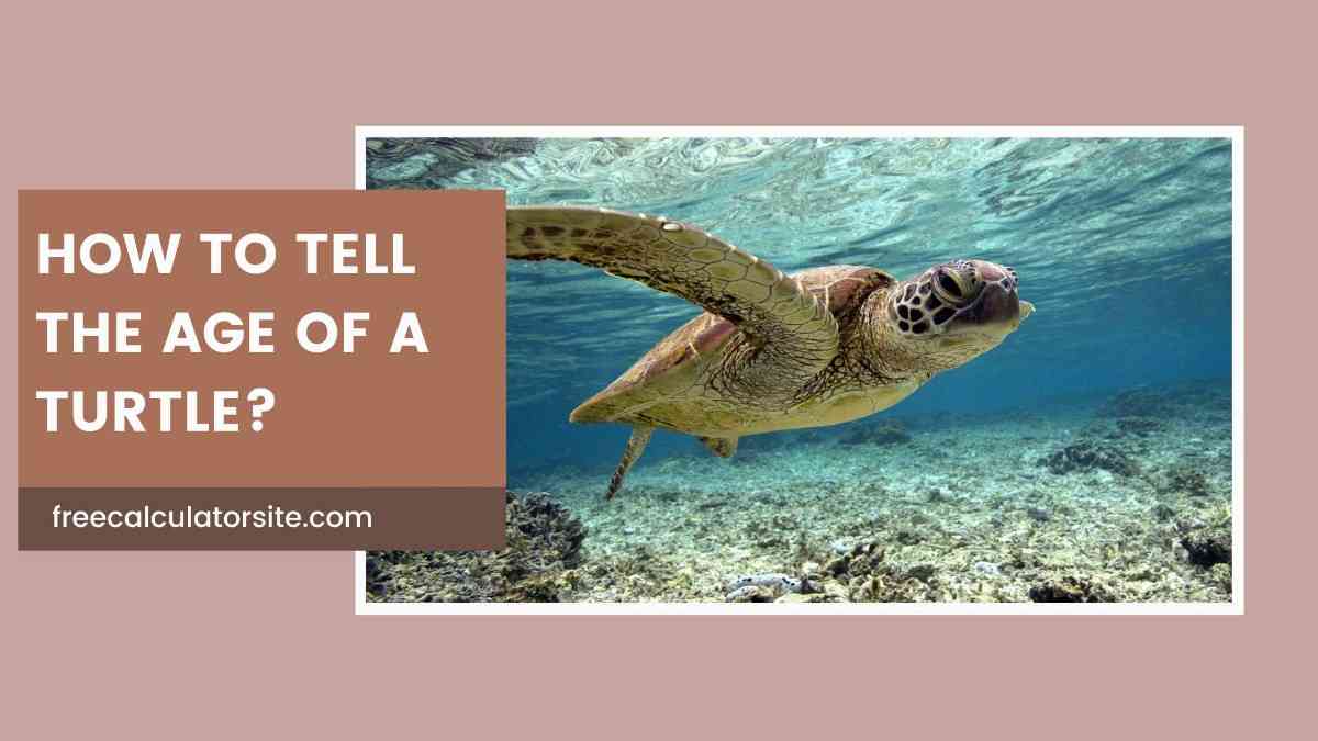 How to Tell the Age of a Turtle: Step by Step