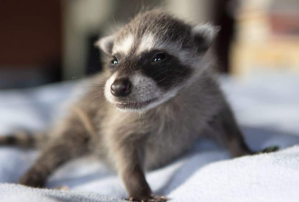 Infant Raccoons