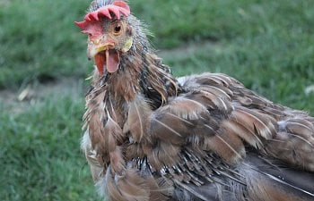 Molting Patterns chicken