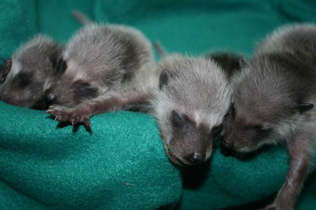 Newborn Raccoons