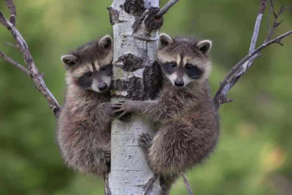 Sub-Adolescent Raccoons