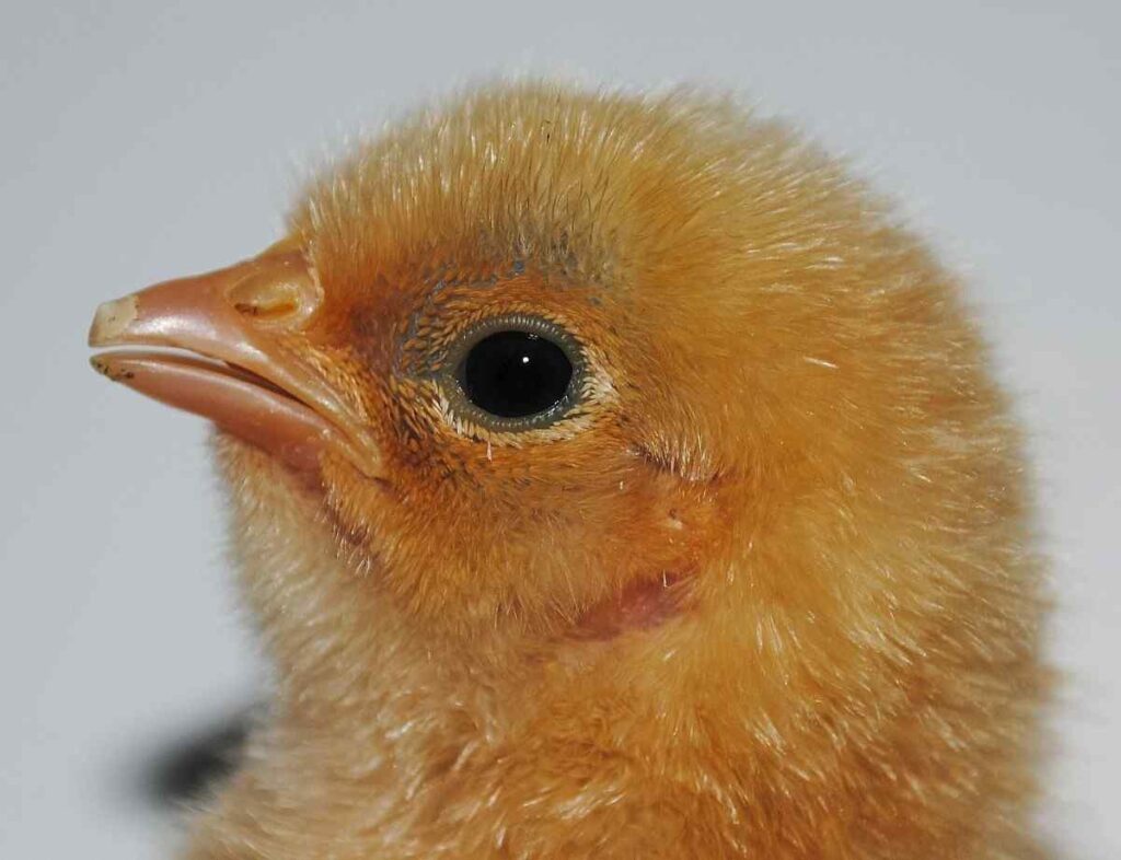 Teeth of the Beak chicken