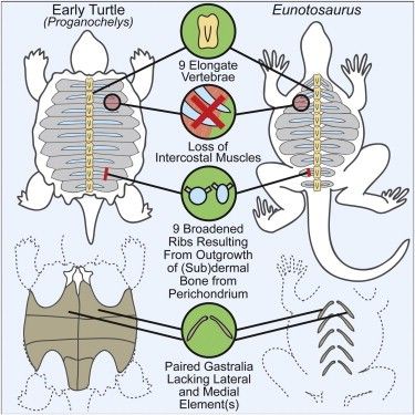 Turtle Biology