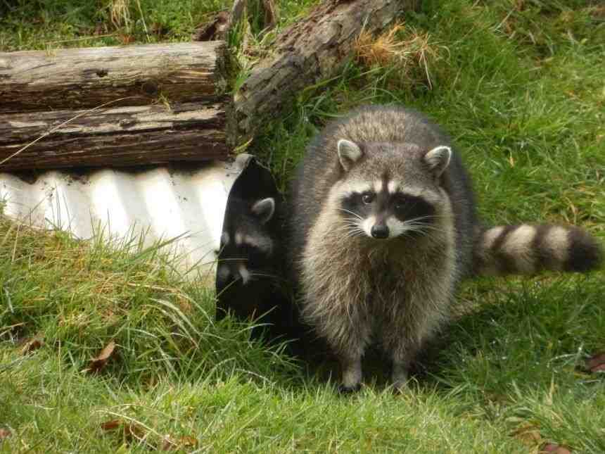 Young Adult Raccoons