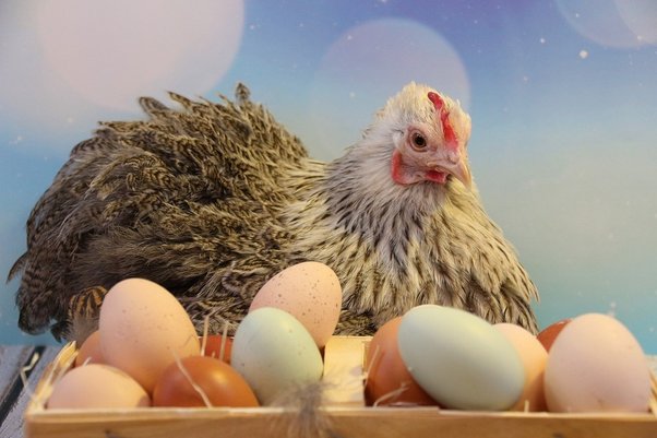 egg-laying frequency and egg size chicken