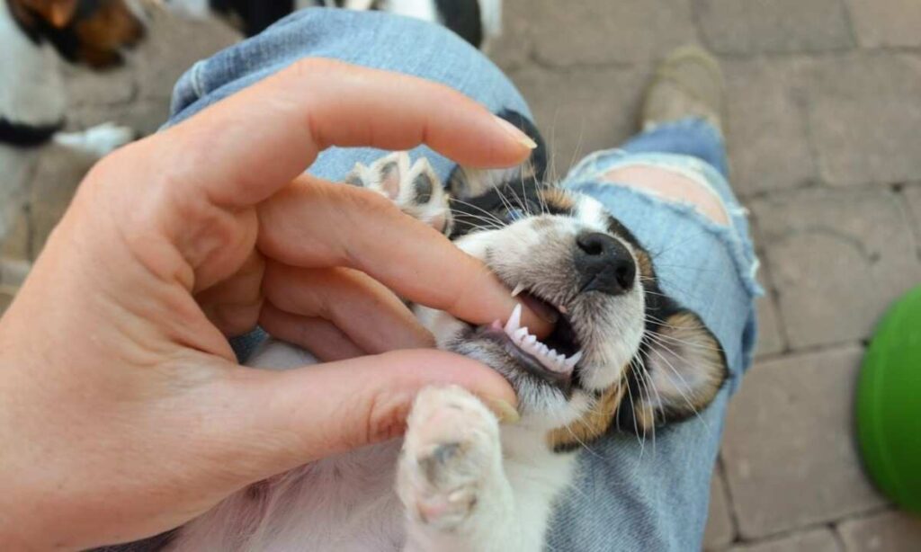 Examining the Teeth of the puppy