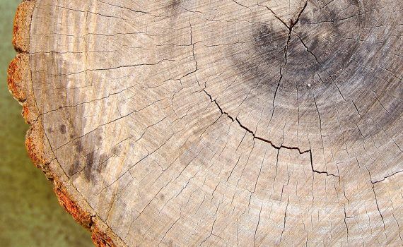 Counting Tree Rings