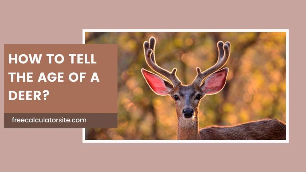 How to Tell the Age of a Deer