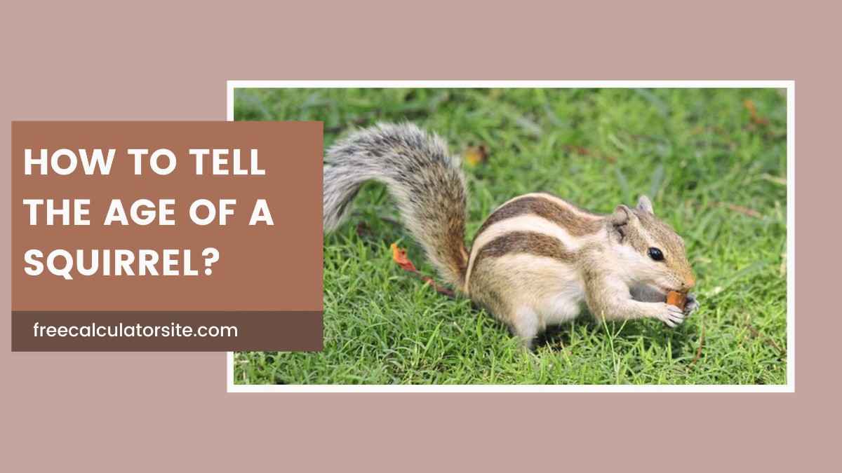 How to Tell the Age of a Squirrel: A Comprehensive Guide