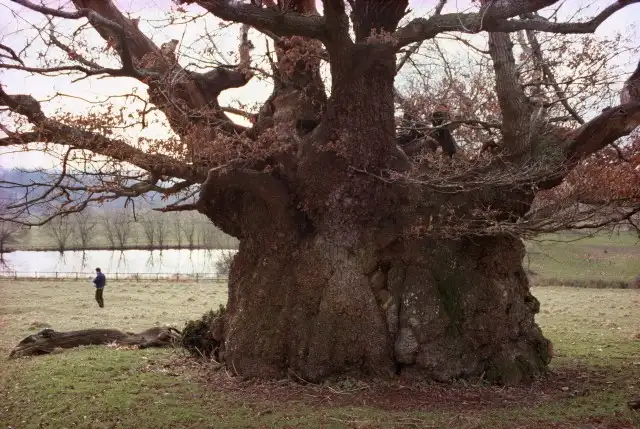 Trees as Climate Recorders