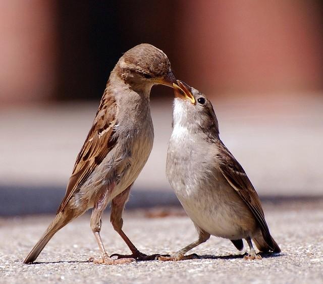 How to Tell the Age of a Baby Sparrow