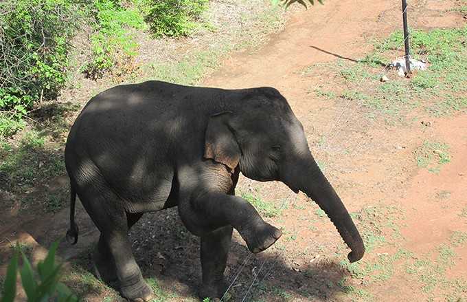 Behavioral Indicators of Elephant Age