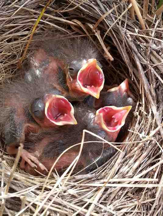 How to Tell the Age of a Baby Sparrow