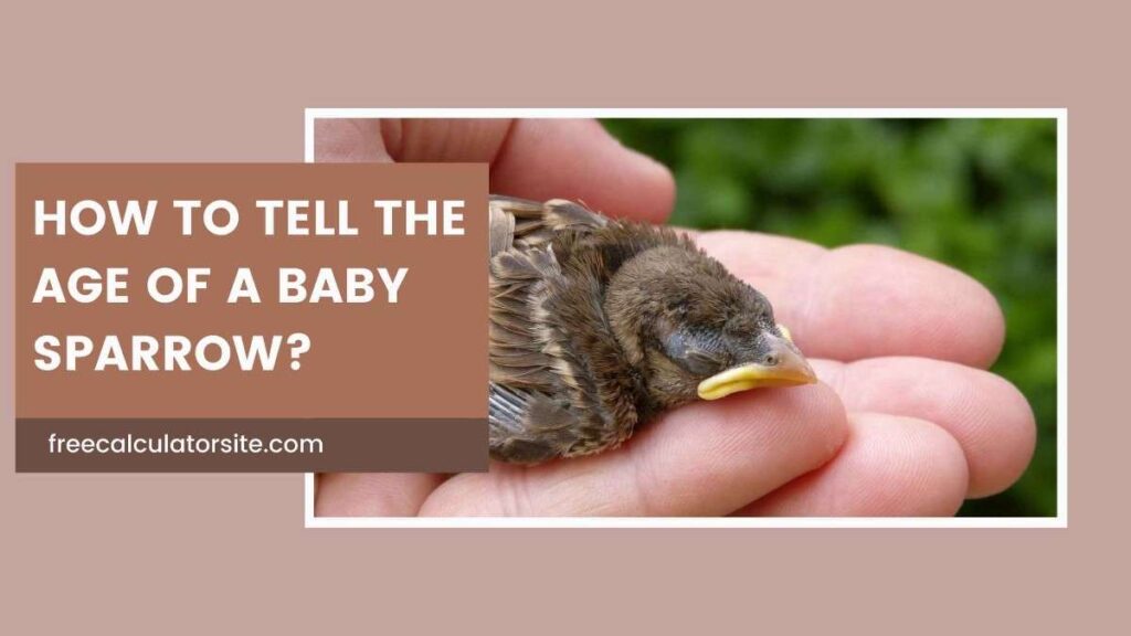 How to Tell the Age of a Baby Sparrow