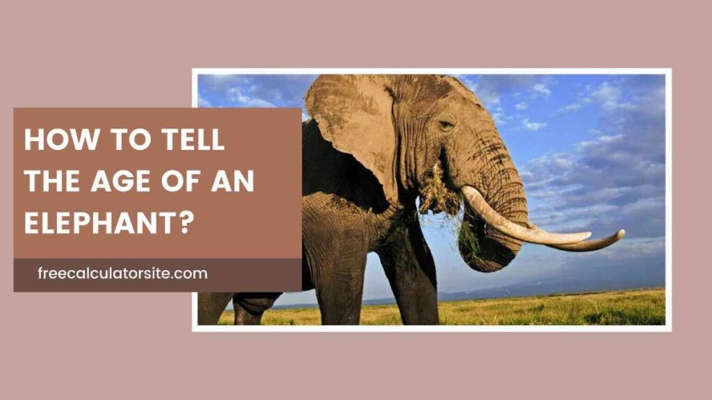 How to Tell the Age of an Elephant