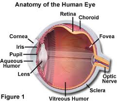 The Science Behind Eye Color