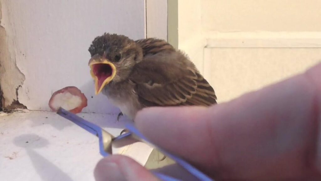 How to Tell the Age of a Baby Sparrow